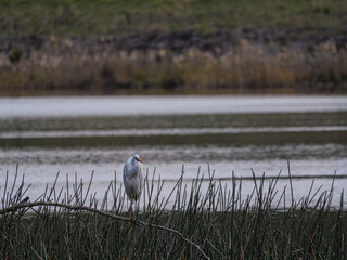 Eastern Great Egret Perched On Log Before Lake