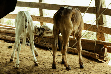 Farm Nursery: Young Bovines in a Humble Stall

