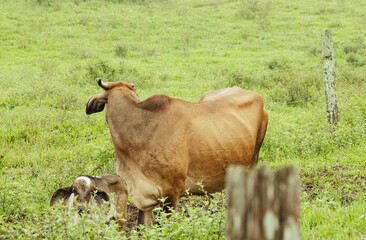 Mother Cow and Calf in Lush Pasture
