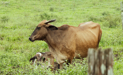 Rural Tranquility: Cattle Grazing in Green Fields
