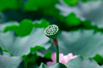poppy seed head