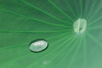 water drop on green leaf