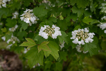 Beautiful white flowers of common viburnum with fresh green leaves. 
