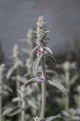 Woolly lamb's ear with tiny purple flowers on velvety leaves. 

