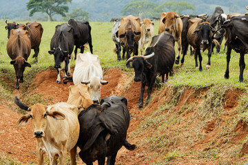 Cattle Herd on a Rural Path
