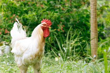 Majestic Farm Fowl by Aloe Plants
