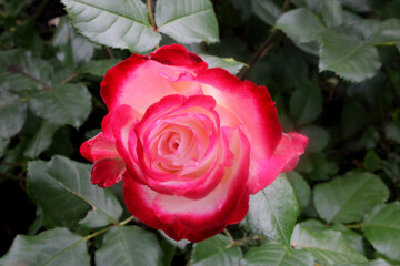 Cherry Parfait Creamy Rose 02