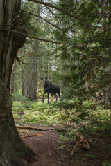 photo of cow moose walking through the forest in Idaho