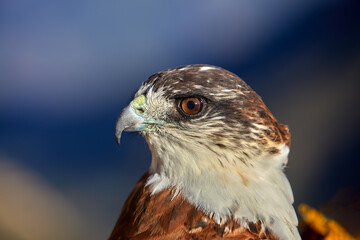A majestic hawk, with piercing eyes and razor-sharp beak, captured in stunning detail at the Colca...