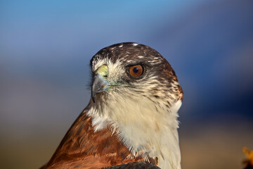 A majestic hawk, with piercing eyes and razor-sharp beak, captured in stunning detail at the Colca...
