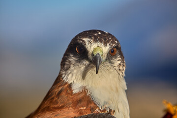 A majestic hawk, with piercing eyes and razor-sharp beak, captured in stunning detail at the Colca Canyon. Symbol of strength and precision, this Andean raptor embodies the wild spirit of the highland