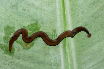 Javan hammerhead worm (Bipalium javanum), also known as the hammerhead flatworm, is a predatory...