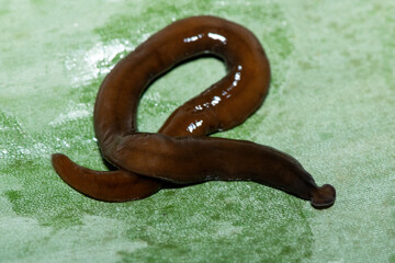 Javan hammerhead worm (Bipalium javanum), also known as the hammerhead flatworm, is a predatory...