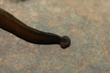 Javan hammerhead worm (Bipalium javanum), also known as the hammerhead flatworm, is a predatory...