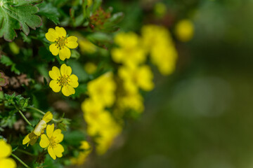 A close-up of beautiful yellow flowers of common tormentil outdoors in the garden. 
