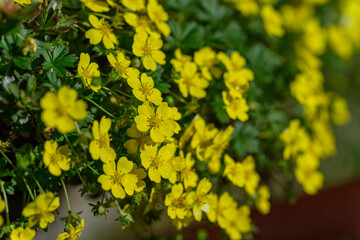 A close-up of beautiful yellow flowers of common tormentil outdoors in the garden. 
