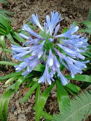 blue and white flowers