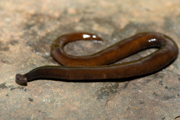 Javan hammerhead worm (Bipalium javanum), also known as the hammerhead flatworm, is a predatory...
