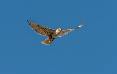 An adult Ferruginous hawk in-gFligh