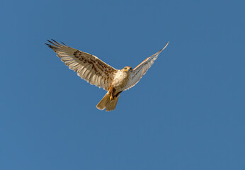 An adult Ferruginous hawk in-gFligh