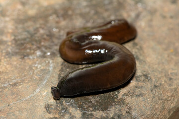 Javan hammerhead worm (Bipalium javanum), also known as the hammerhead flatworm, is a predatory...