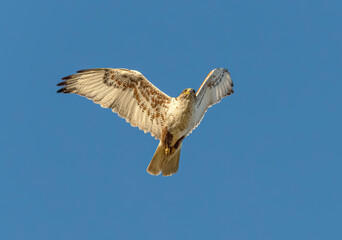 An adult Ferruginous hawk in-gFligh