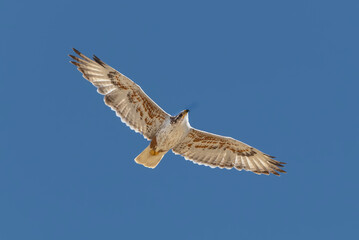 An adult Ferruginous hawk in-gFligh
