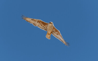 An adult Ferruginous hawk in-gFligh