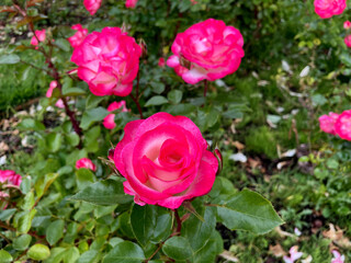 Nicole Pink Rose Face 04