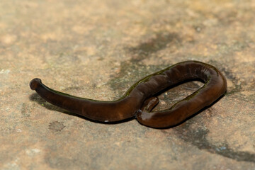 Javan hammerhead worm (Bipalium javanum), also known as the hammerhead flatworm, is a predatory...