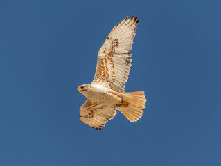 An adult Ferruginous hawk in-gFligh