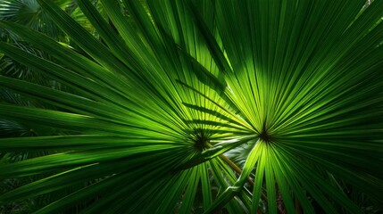 Obraz premium Lush Green Tropical Foliage Sunlight Texture