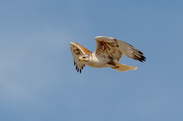 An adult Ferruginous hawk in-gFligh