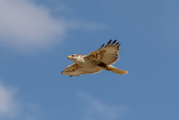 An adult Ferruginous hawk in-gFligh