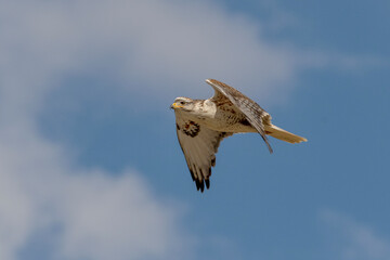 An adult Ferruginous hawk in-gFligh