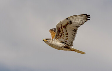 An adult Ferruginous hawk in-gFligh