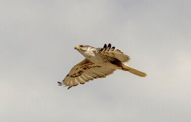 An adult Ferruginous hawk in-gFligh