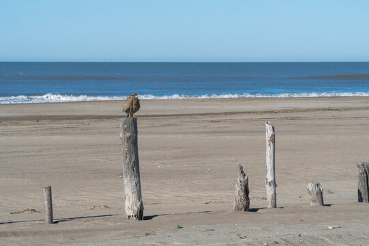 Chimango sobre un poste en la playa