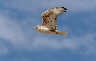 An adult Ferruginous hawk in-gFligh
