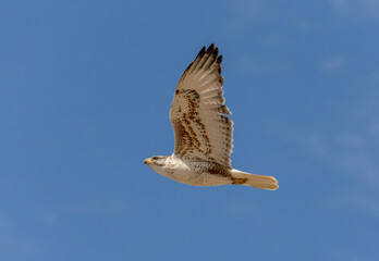 An adult Ferruginous hawk in-gFligh