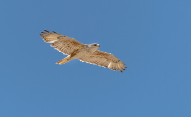 An adult Ferruginous hawk in-gFligh