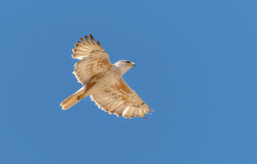 An adult Ferruginous hawk in-gFligh