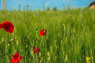 Bright red poppies stand out against a backdrop of tall green grass in a serene field on a sunny...