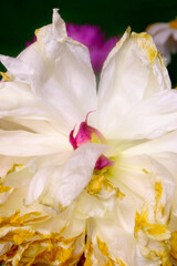 Mature Peony Abstract 04