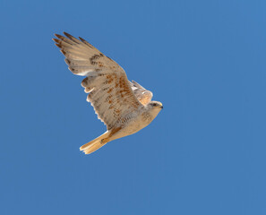 An adult Ferruginous hawk in-gFligh