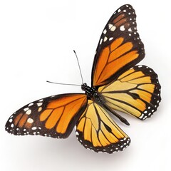 Fototapeta premium Brightly colored monarch butterfly with orange and black wings fully spread, isolated on a clean white background, symbolizing beauty and transformation.