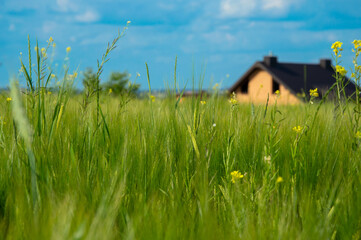 A vibrant field of green grass and yellow wildflowers stretches toward a cozy wooden house against...
