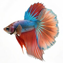 Fototapeta premium Vibrant blue and red Siamese fighting fish with wide flowing fins, isolated on white background, perfect for aquatic and pet themes.