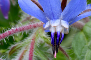 Borage Up Close 04