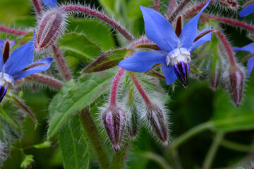 Borage Flower with Buds
